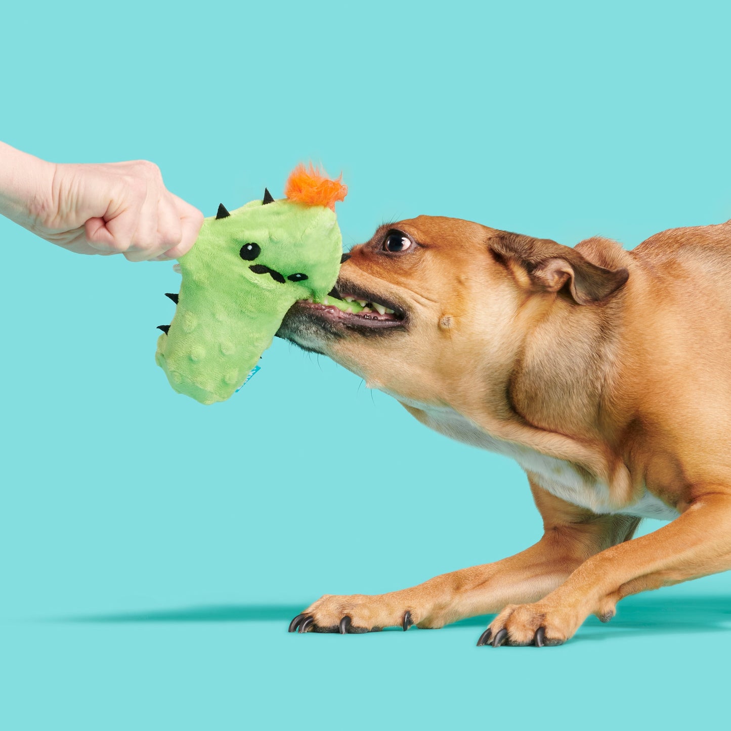 Prickly Pete Dog Toy - Features Surprise Squeaker Toy, Xs to Small Dogs