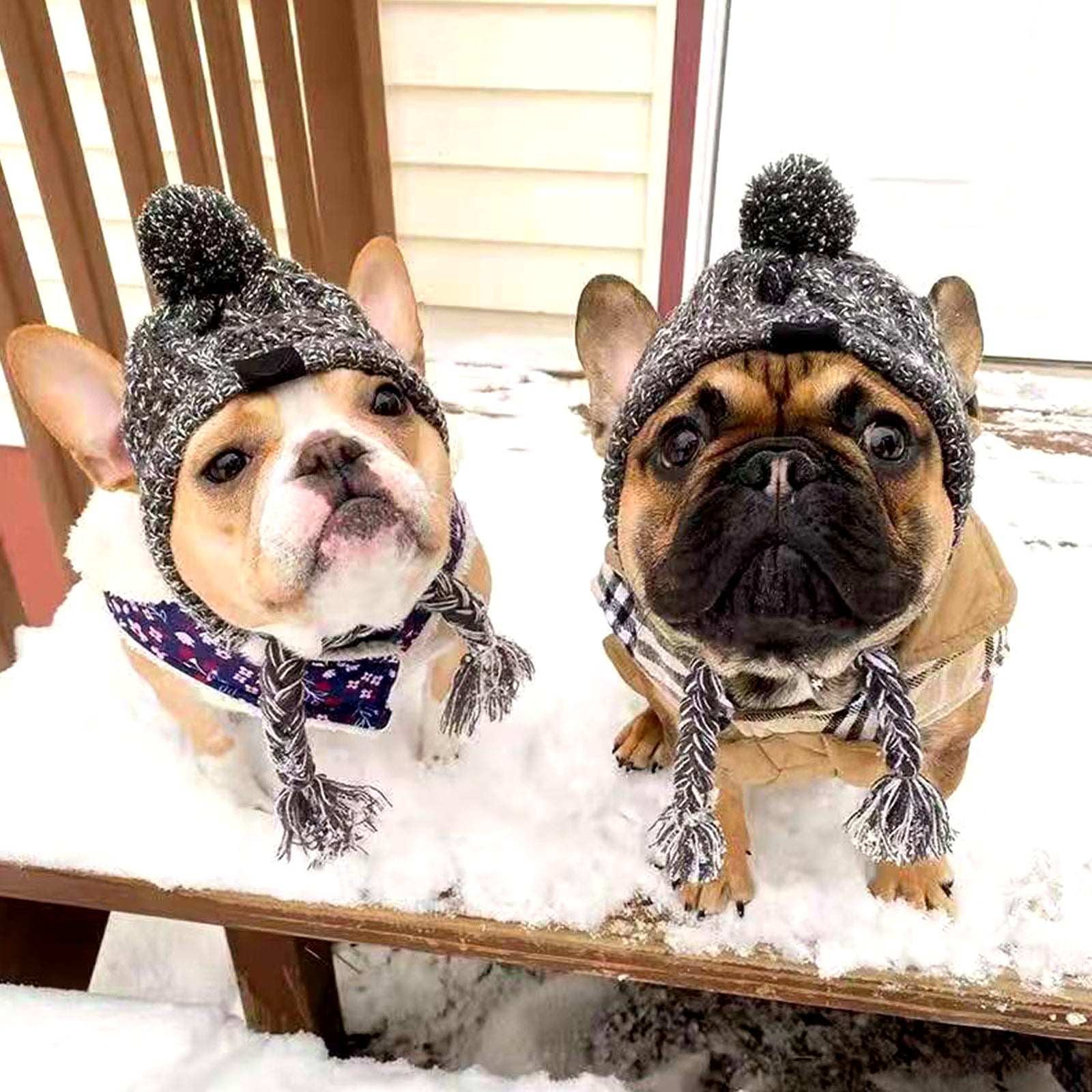 Winter Warm Dog Hats Windproof Knitting French Bulldog Hat for Dogs Chihuahua Hat Fluffy Ball Pet Hat Puppy Accessories