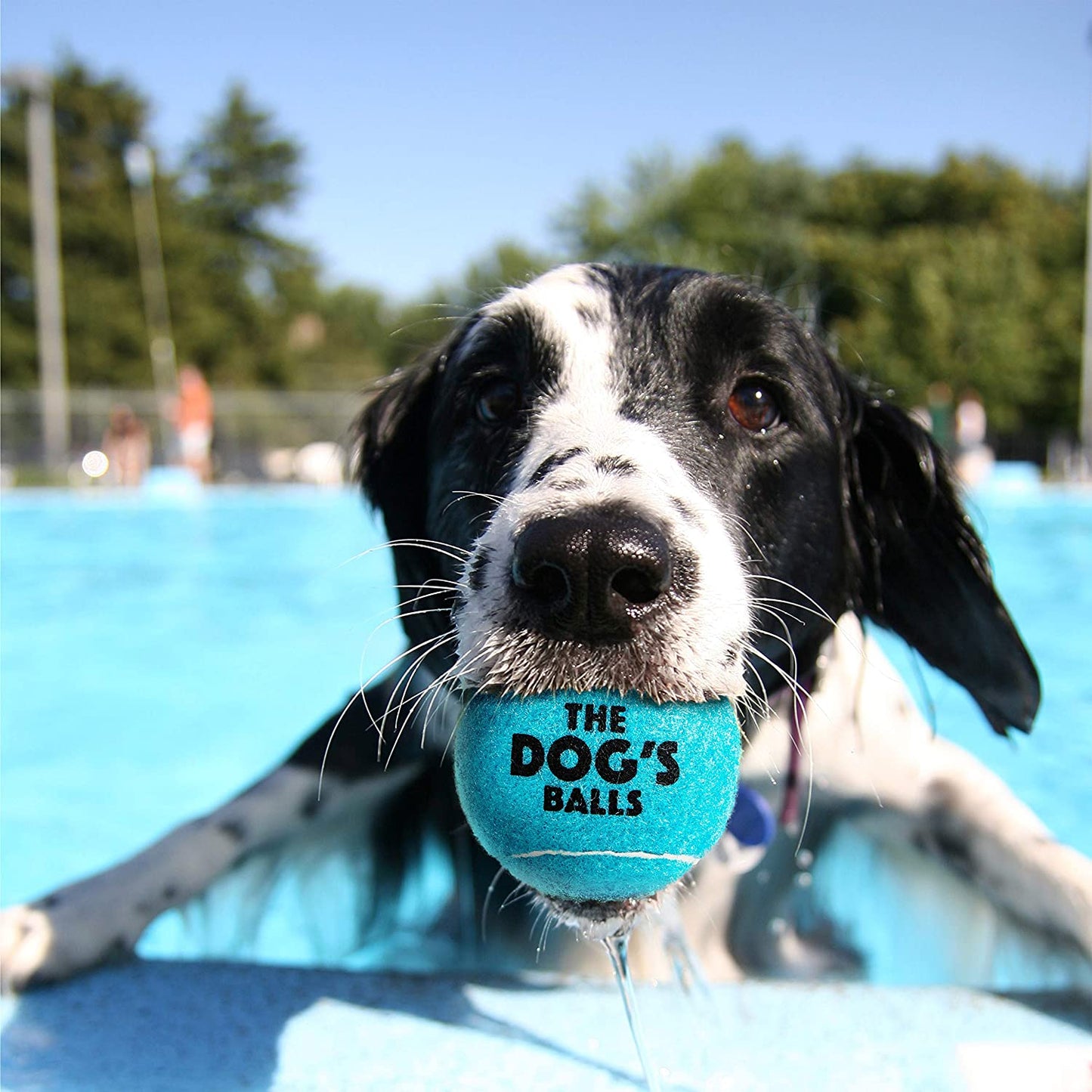 , Dog Tennis Balls, 12-Pack Blue, 2.5 Inches Diameter Dog Toy, Strong Dog & Puppy Ball for Training, Play, Exercise & Fetch