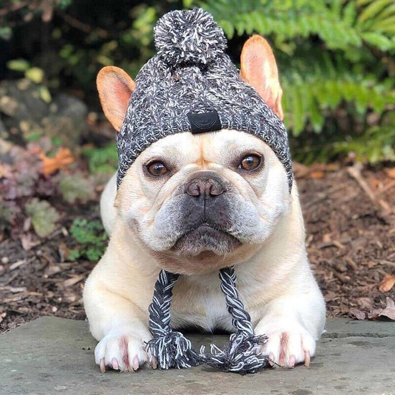 Winter Warm Dog Hats Windproof Knitting French Bulldog Hat for Dogs Chihuahua Hat Fluffy Ball Pet Hat Puppy Accessories